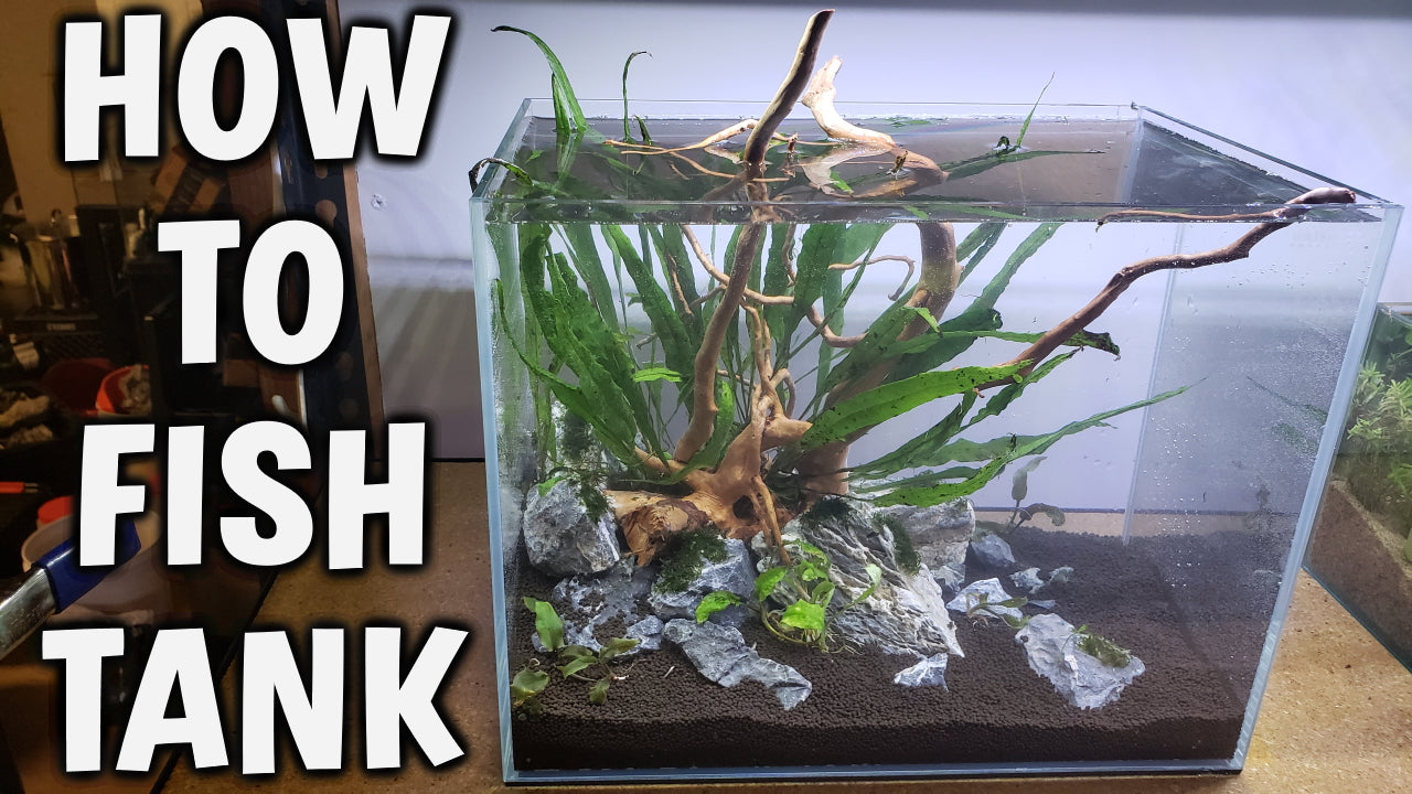 Step-By-Step Guide - Starting Your First Planted Aquarium – AQUAPROS