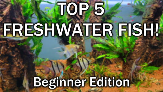 top 5 best aquarium fish for beginners