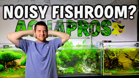 Got A Noisy Aquarium? Here's How To Quiet Your Fishroom