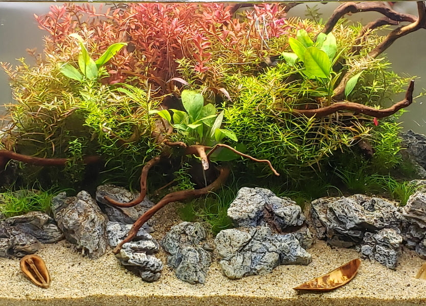 8 Great Easy Beginner Aquarium Plants You Need To Try! – AQUAPROS