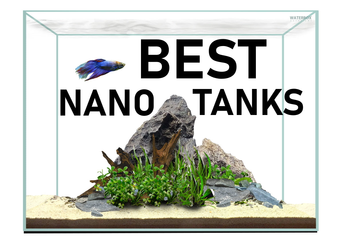 5 Nano Tanks For The New Aquarium Keeper – AQUAPROS
