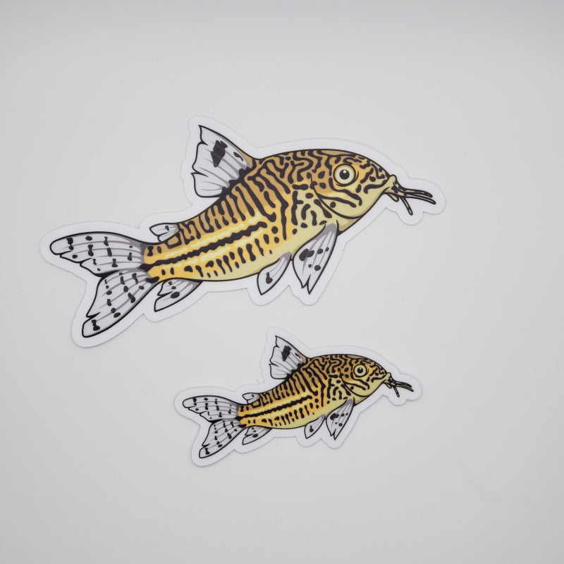 Julii Corydoras Sticker/Magnet/Cling - AQUAPROS