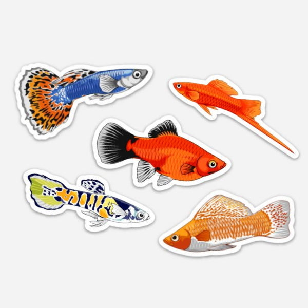 5 Pack Livebearer Fish Stickers/Magnets/Clings