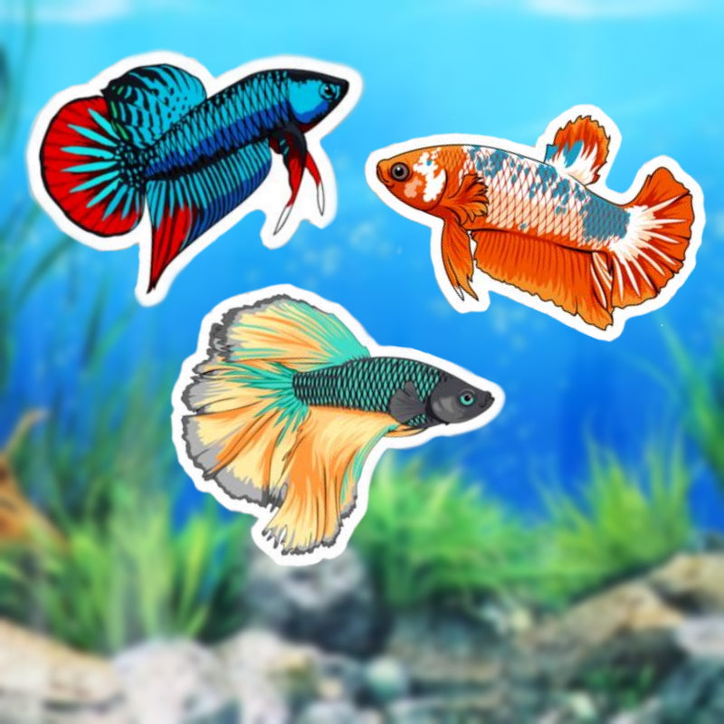 3 Pack Betta Fish Stickers - AQUAPROS