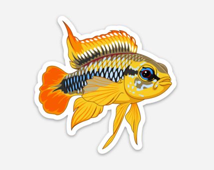 Apistogramma agassizii Sticker/Magnet/Cling - AQUAPROS