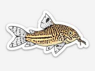 Julii Corydoras Sticker/Magnet/Cling - AQUAPROS