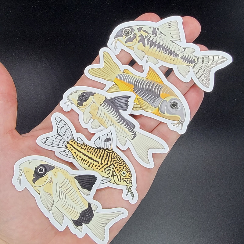 5 Pack Cory Catfish Stickers/Magnets/Clings - AQUAPROS