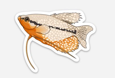 Pearl Gourami Sticker/Magnet/Cling - AQUAPROS