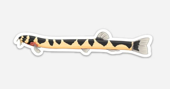 Kuhli Loach Sticker/Magnet/Cling - AQUAPROS