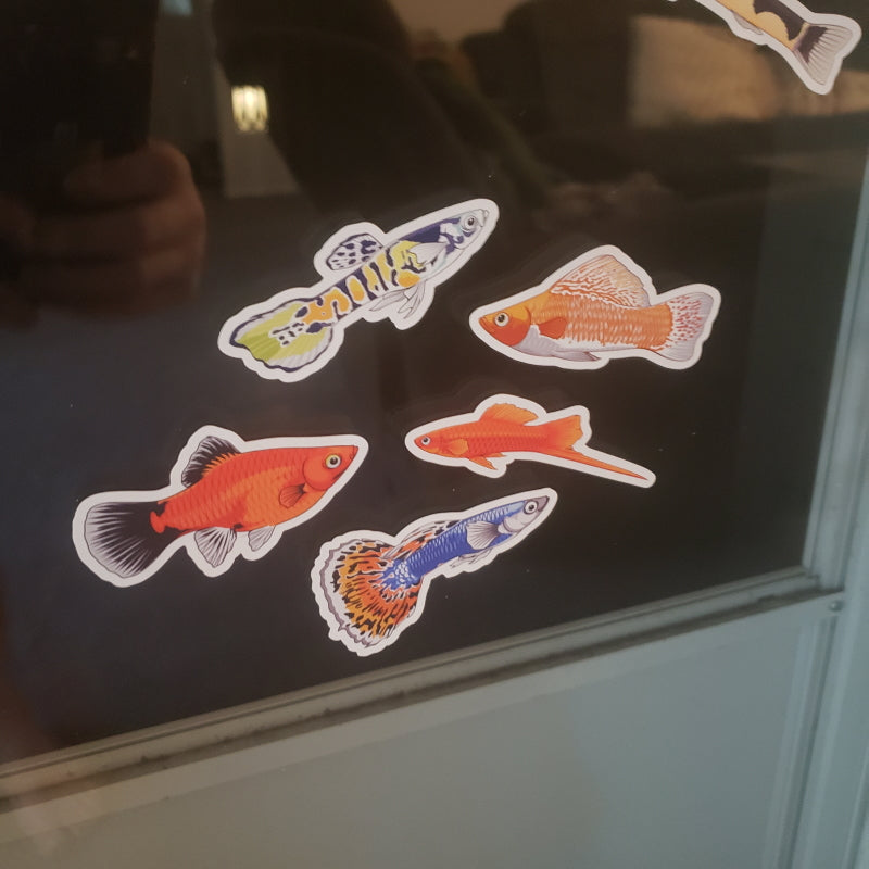 5 Pack Livebearer Fish Stickers/Magnets/Clings - AQUAPROS