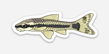 Otocinclus Catfish Sticker/Magnet/Cling - AQUAPROS
