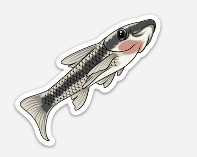 Otocinclus Catfish On Glass Stickers/Magnets/Clings - AQUAPROS
