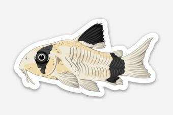 Panda Corydoras Sticker/Magnet/Cling - AQUAPROS