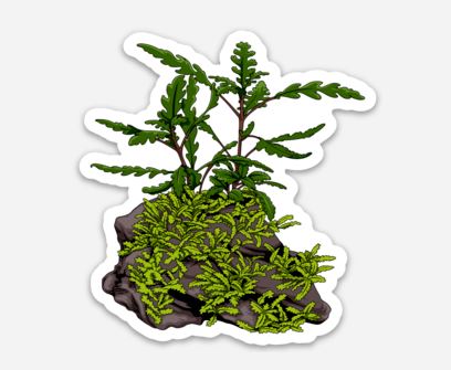 Pinnatifida On Rock Plant Sticker/Magnet/Cling - AQUAPROS