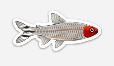 Rummy Nose Tetra Sticker/Magnet/Cling - AQUAPROS