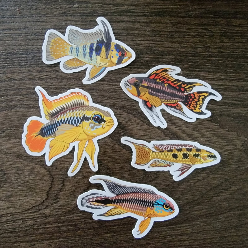 5 Pack South American Cichlids Stickers/Magnets/Clings - AQUAPROS