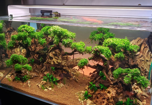 bonsai tree for freshwater aquarium