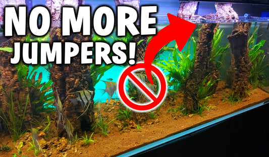 fish jumping out of aquarium how to stop fish from jumping