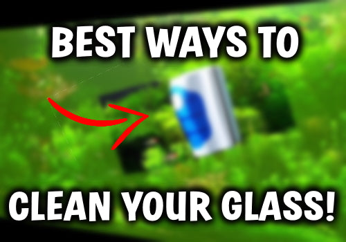 Best Ways To Clean Your Aquarium Glass - No More Algae!