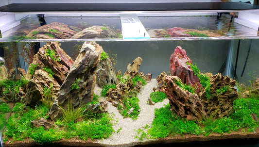 Secret Guide - How To Get Crystal Clear Aquarium Water
