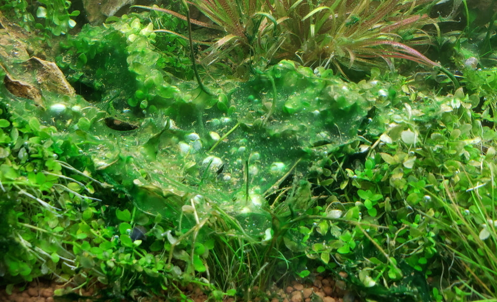 That Green Slime Algae In Your Aquarium - How To Remove Blue Green Algae (Cyanobacteria)
