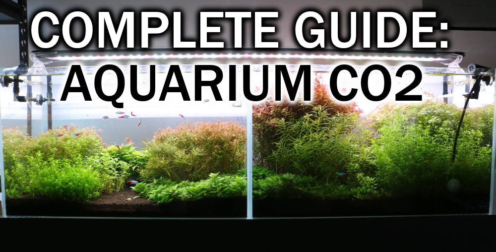 How to planted aquarium complete CO2 guide 