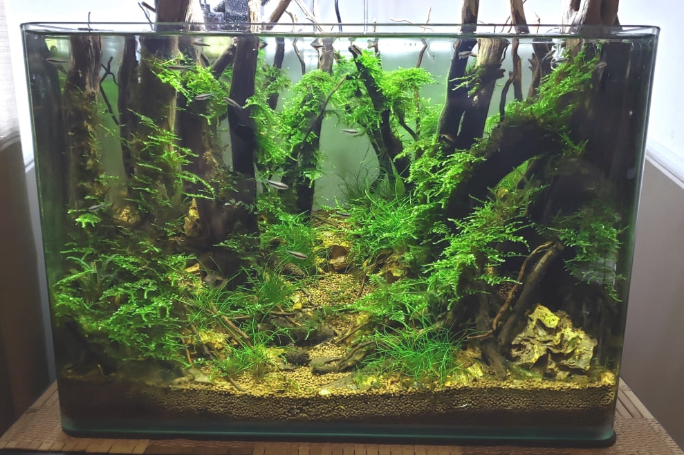 Step By Step Guide: How To Create A Forest Style Planted Aquarium