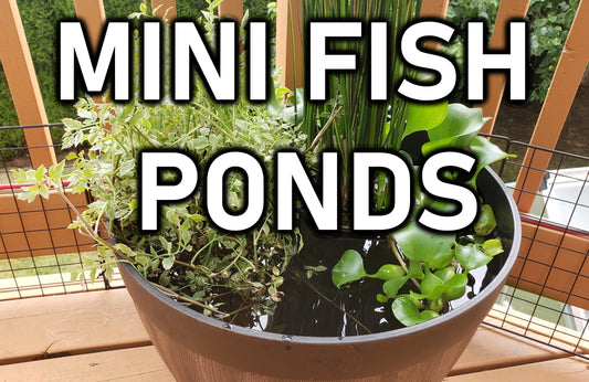diy mini patio fish pond