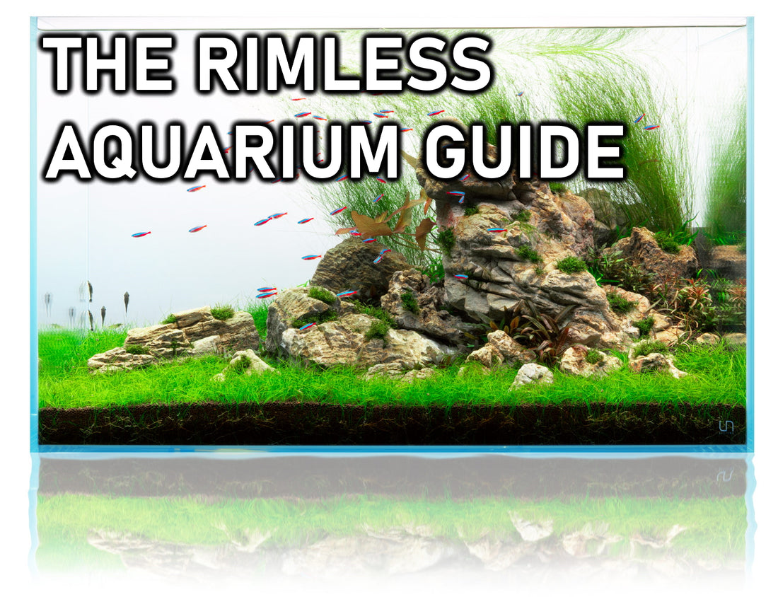 rimless aquarium guide - where to buy a rimless aquarium for freshwater fish
