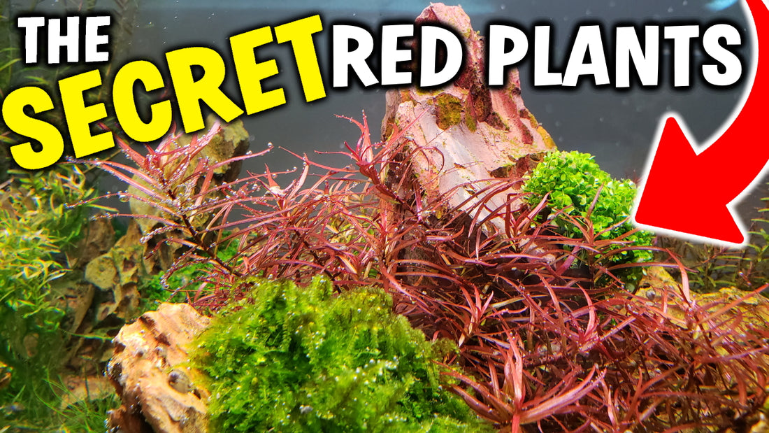 The Secret To Growing Red Aquarium Plants