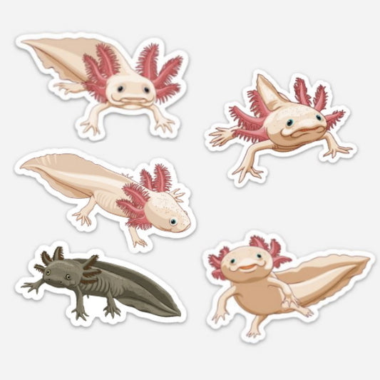 5 Pack Axolotl Stickers/Magnets/Clings - AQUAPROS