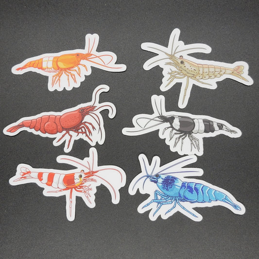 Assorted Shrimp 6 Pack Stickers - AQUAPROS