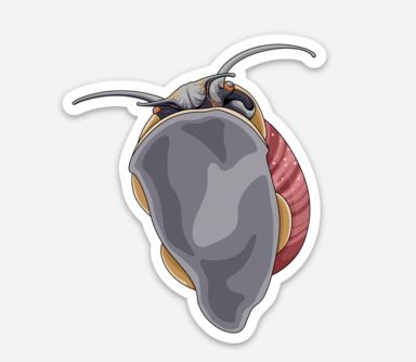 Wholesale Snail On Glass (1) Sticker/Magnet/Cling - AQUAPROS
