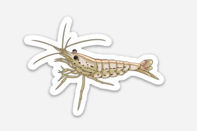 Amano Shrimp Sticker/Magnet/Cling - AQUAPROS