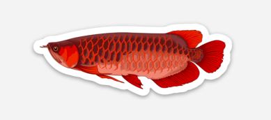 Wholesale Arowana Sticker/Magnet/Cling - AQUAPROS