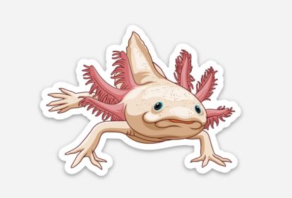 Wholesale Axoltotl (2) Sticker/Magnet/Cling - AQUAPROS