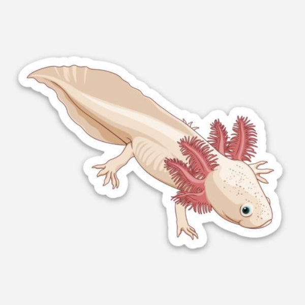 Axolotl Sticker/Magnet/Cling - AQUAPROS