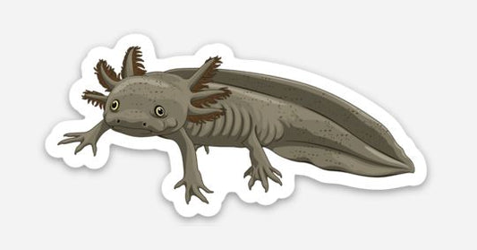 Wholesale Axoltotl (5) Sticker/Magnet/Cling - AQUAPROS