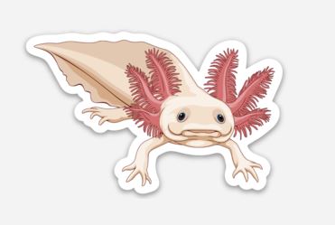 Wholesale Axolotl (1) Sticker/Magnet/Cling - AQUAPROS