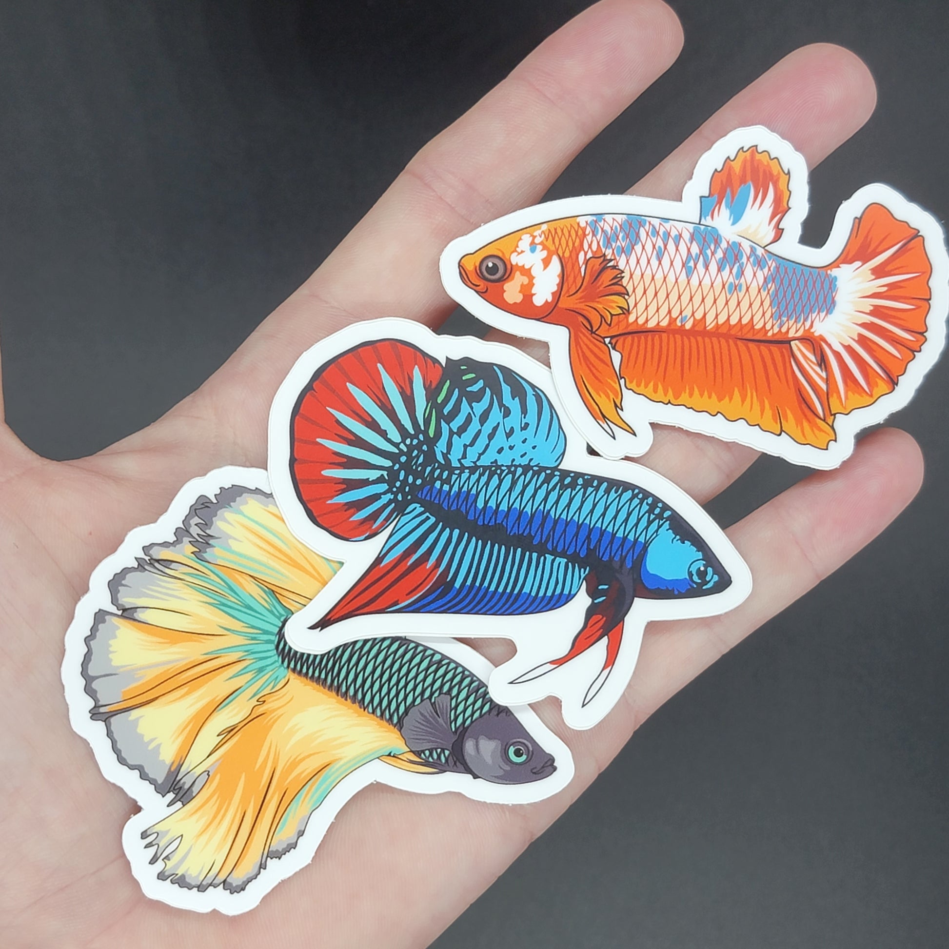 3 Pack Betta Fish Stickers - AQUAPROS