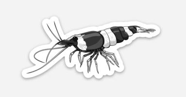 Wholesale Crystal Black Shrimp Sticker/Magnet/Cling - AQUAPROS