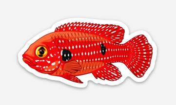 Wholesale Cichlid (2) Sticker - AQUAPROS