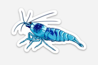 Wholesale Blue Bolt Shrimp Sticker/Magnet/Cling - AQUAPROS