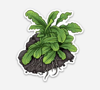 Wholesale Buce On Rock 1 Sticker/Magnet/Cling - AQUAPROS