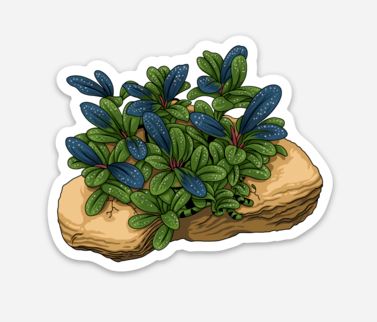 Wholesale Buce On Rock 2 Sticker/Magnet/Cling - AQUAPROS