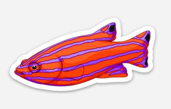 Candy Wrasse Sticker/Magnet/Cling - AQUAPROS