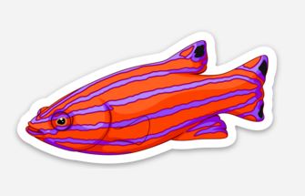 Wholesale Candy Wrasse Sticker/Magnet/Cling - AQUAPROS