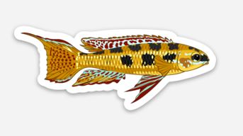 Wholesale Checkerboard Cichlid Sticker/Magnet/Cling - AQUAPROS
