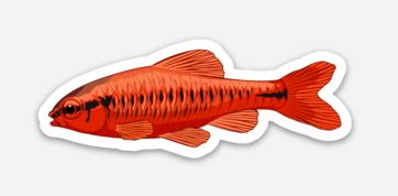 Wholesale Cherry Barb Sticker - AQUAPROS