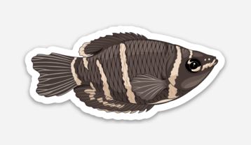 Wholesale Chocolate Gourami Sticker/Magnet/Cling - AQUAPROS